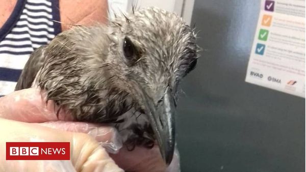 UK Heatwave: 'Sunburnt' seagulls taken to rescue centre