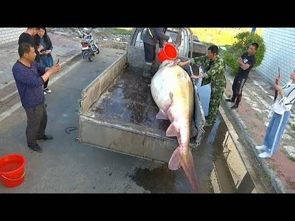 بالفيديو... اصطياد سمكة عمرها نحو 100 عام وتزن أكثر من نصف طن