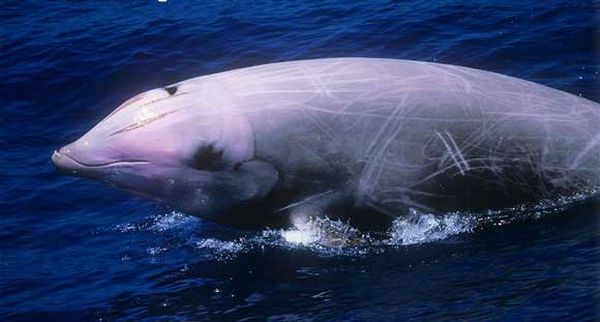 الحوت ذو المنقار بطلا في الغوص