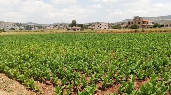 من الإنتاج إلى التسويق.. لقاء يبحث إنقاذ الزراعة ودعم المزارعين