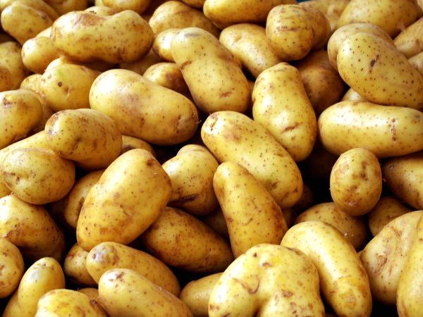 لمزارعي البطاطا في البقاع صرخة