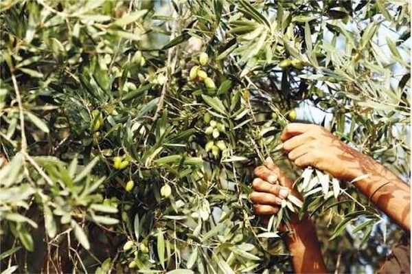 اتحاد الجمعيات التعاونية: لحماية موسم الزيتون من السرقة والتهريب