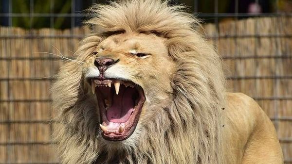بالفيديو: حديقة حيوان تسمح لزوارها باللعب مع الأسود!