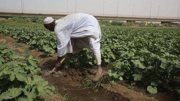 كيف علّقت الحكومة المصرية على الأنباء المتداولة حول تسمّم محاصيل البلاد؟