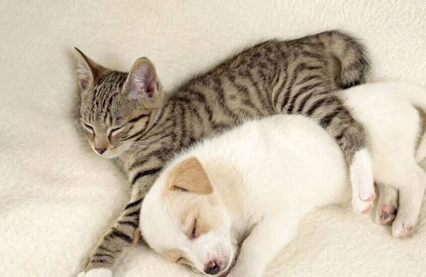 بكتيريا جديدة تنتقل من الحيوانات الأليفة إلى البشر