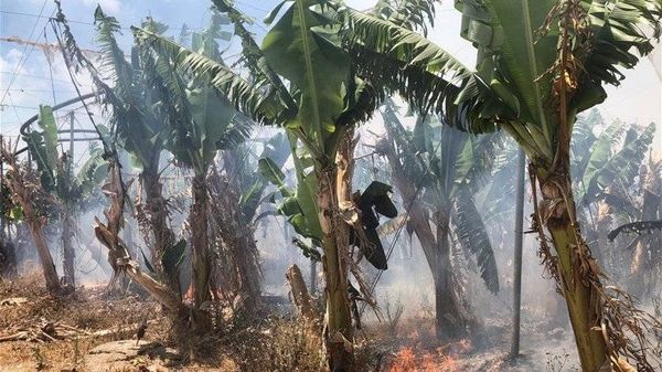 حريق كبير في بساتين موز وحمضيات في جنوب صور