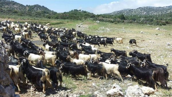 جنود إسرائيليون يسرقون 250 رأس ماعز من سوريا