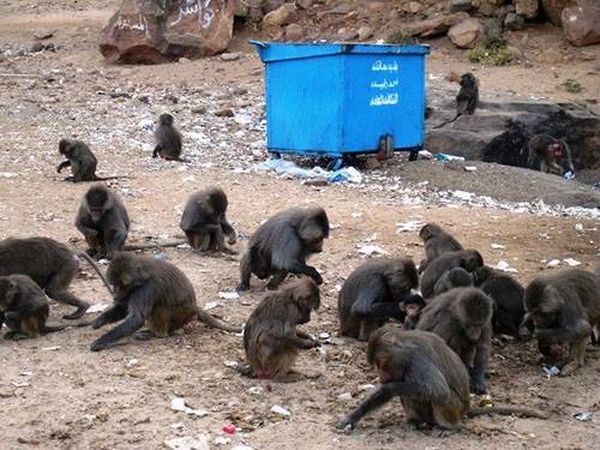 قرود البابون تنتشر بشكل هستيري في شوارع السعودية