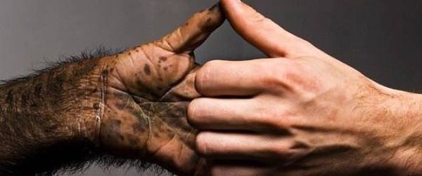 علماء تمكنوا من من فكّ التسلسل الجيني...وإكتشاف الفرق بين الإنسان والقردة
