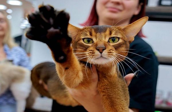 جمال الحبشي الروسي يتوَّج عالمياً