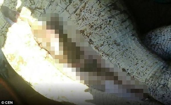 بالفيديو.. وجدوا بقايا طفلهم في جوف التمساح