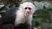 "CapuchinAI".. اختبار ذكاء القرود في البرية عبر الذكاء الاصطناعي