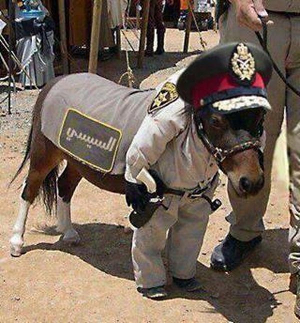 معاقبة فلاح وضع صورة السيسي على حمار