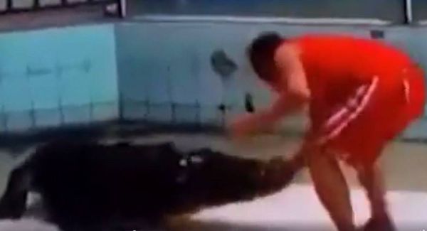 فيديو مروع.. تمساح يلتهم ذراع مدربه