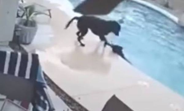 بالفيديو.. كلبٌ ينقذ صديقه من الغرق!