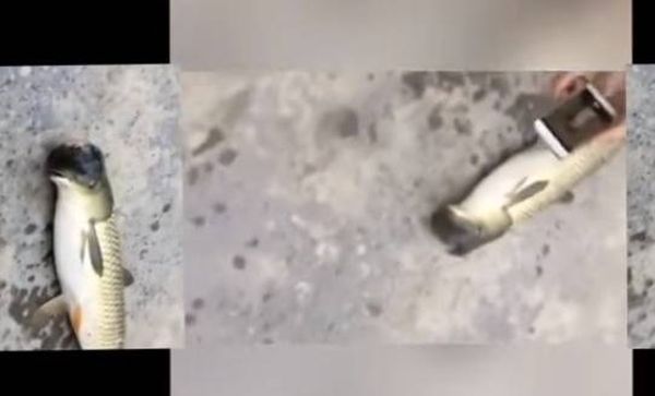 بالفيديو.. سمكة برأس حمامة تثير الحيرة!
