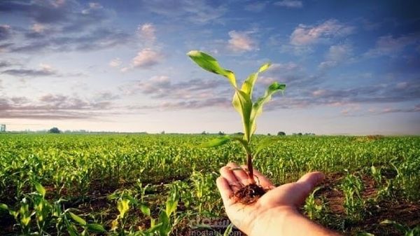بذور الخضر بلا رسوم جمركية.. قرار حكومي لدعم القطاع الزراعي