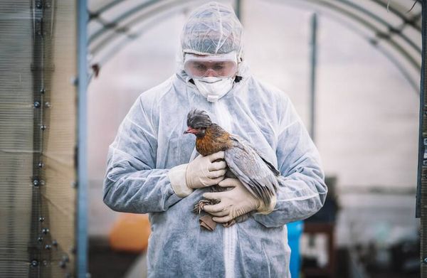 دراسة تحذر: 48 ساعة فقط لوقف تحول إنفلونزا الطيور إلى جائحة بشرية