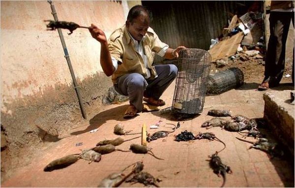 باكستان تكافئ قاتلي الجرذان