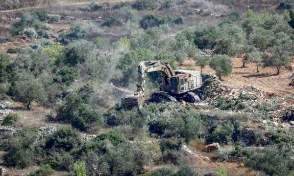 الاحتلال يجرف 31 دونمًا ويقتلع 400 شجرة زيتون شمال غرب رام الله