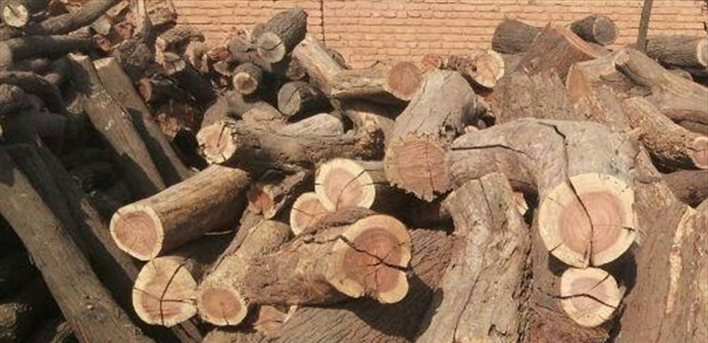 مسابقة في تقطيع الحطب... من هم أبطالها؟