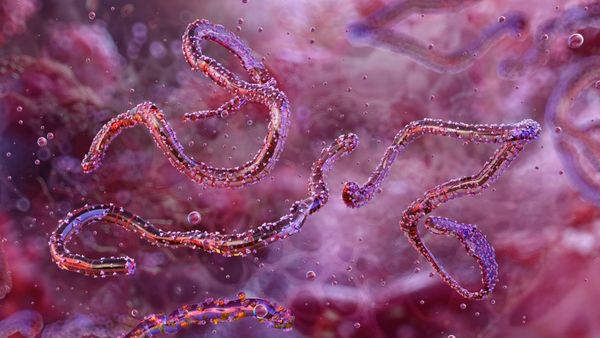 إنتشار فيروس ماربورغ في إثيوبيا