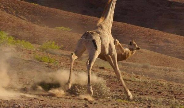 بالفيديو.. معركة حياة أو موت بين لبؤة وزرافة