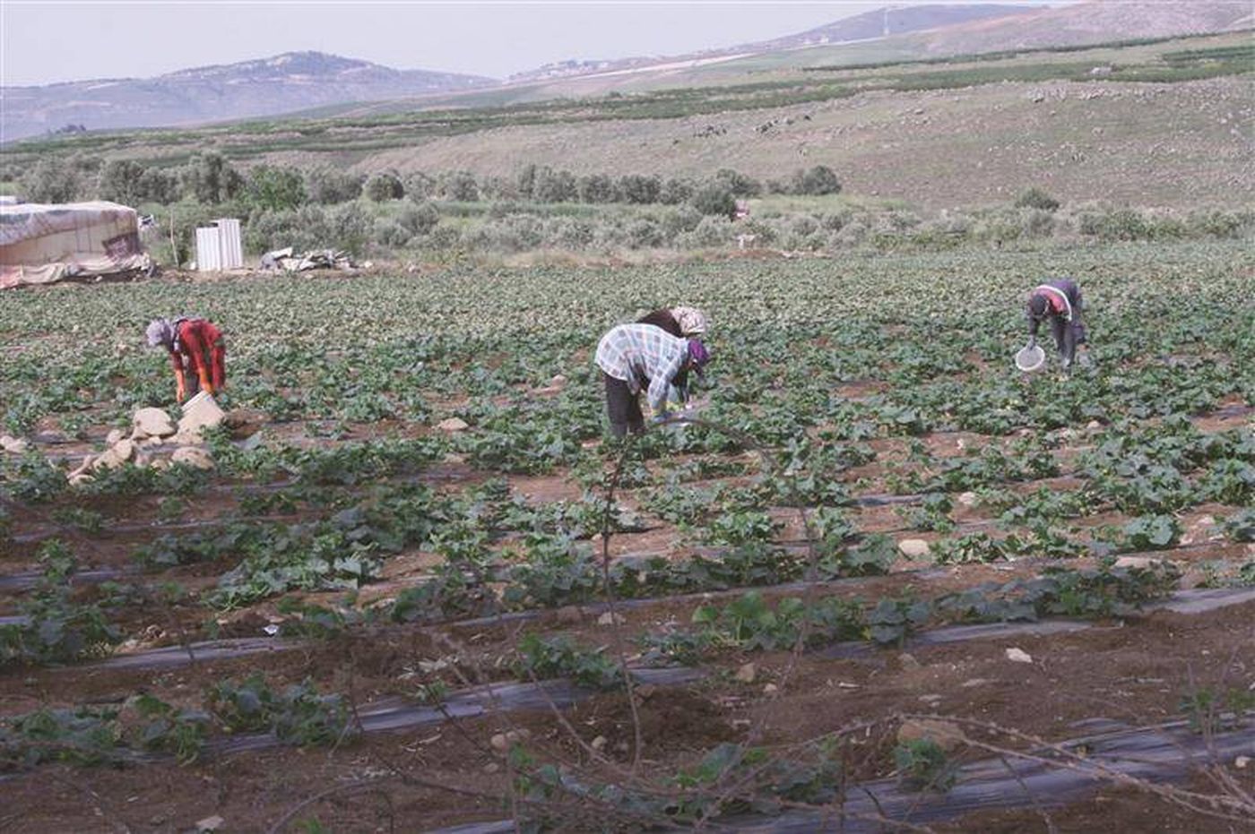 نقابة العاملين الزراعيين في الجنوب تدين استهداف "اسرائيل" مصادر عيش عائلات لبنانية