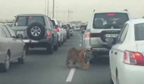 بالفيديو.. نمر طليق يتجول في شوارع الدوحة