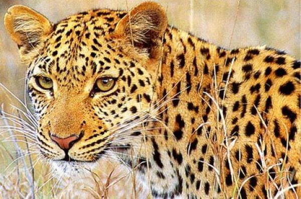 اندثار الفهود في غابات البرازيل الأطلسية