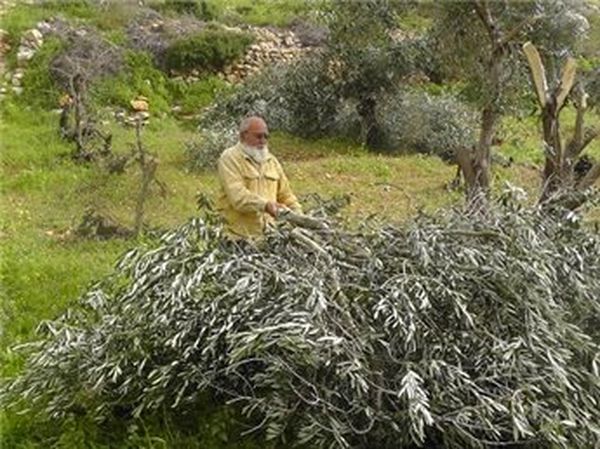 مستوطنون يحطّمون 150 شجرة زيتون جنوب نابلس