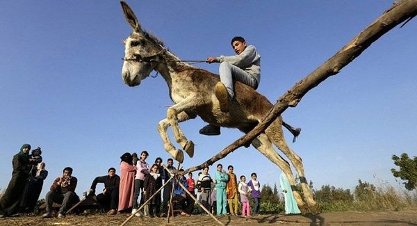 فقط في مصر... إقناع الحمار بأنه حصان