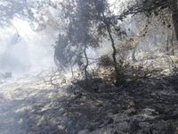 حريق في الضنية...  والنار يلتهم أكثر من ألف متر من الأشجار الحرجية