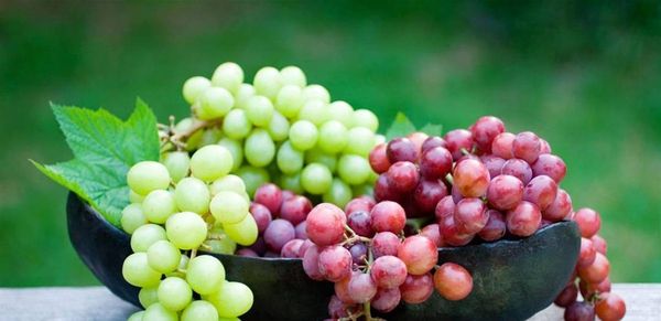 العنب.. فاكهة صغيرة بفوائد كبيرة
