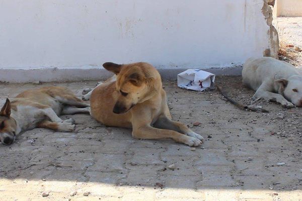 الكلاب الشاردة ترعب أهالي النبطية.. وتمنع تجوالهم ليلاً