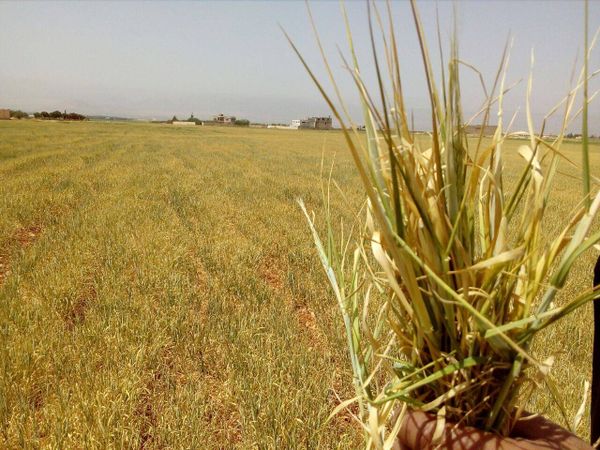 وقفة في سهل ايعات لمزارعين ونقابيين للمطالبة بتعويضهم مواسم الحبوب جراء الجفاف
