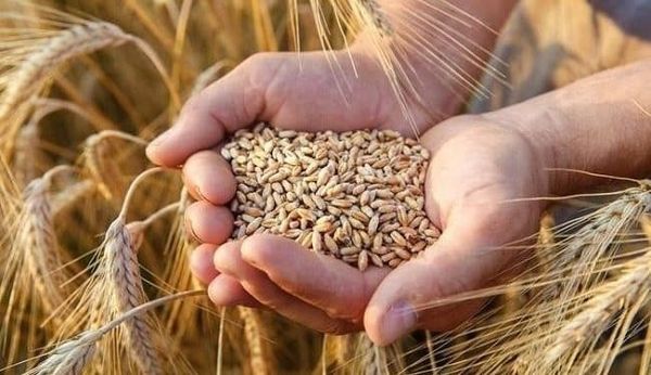 تراجع حاد في واردات تركيا من القمح الروسي