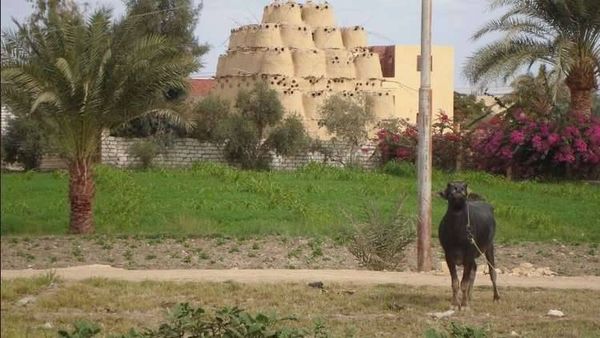 قصة ابنة لاجئ سوري هبّ صعيد مصر لإنقاذها