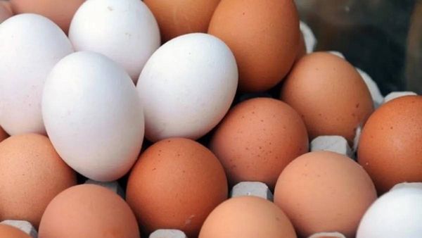 البيض البني أم الأبيض.. أيهما الأفضل لصحتك؟