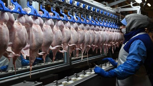 روسيا تجاوزت الولايات المتحدة في خفض سعر الدجاج