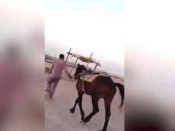 ماذا حدث لـ حصان حاول رجل سعودي بدين ركوبه ؟