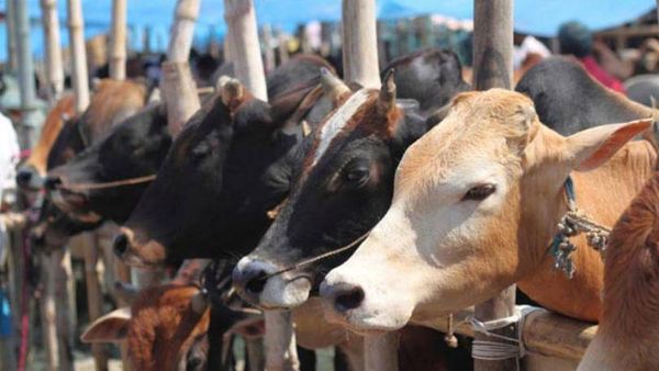 Muslim man beaten to death in India on suspicion of smuggling cows