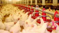 قطاع الدواجن في خطر... وهذا ما طالبت به نقابة الصناعات الغذائية!