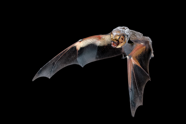 قلق صحي في الهند... عودة فيروس «نيباه» القاتل للواجهة