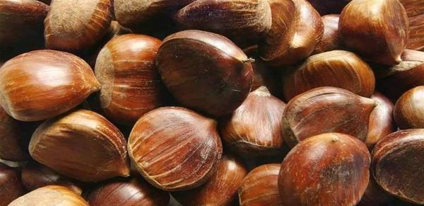 تناولوها نيئة أو مشويّة.. اليكم فوائد الكستناء
