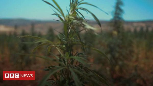 Lebanese farmer: Growing cannabis should be legal