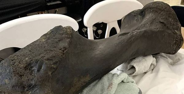 شقيقان يعثران على عظمة ضخمة من "عصور ما قبل التاريخ"