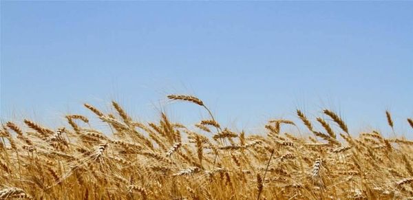 سوريا تشتري 20 ألف طن من قمح البحر الأسود.. بهذه الكلفة!