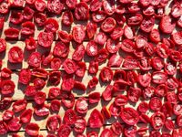 خبيرة التغذية بتول اللو: كل ما تريد معرفته عن الطماطم المجففة!