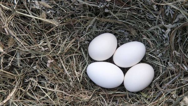 تناول البيض بانتظام يحمي من فقدان البصر